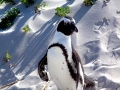 African Penguin
