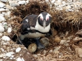 African Penguin