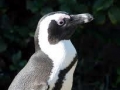 African Penguin
