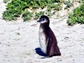African Penguin