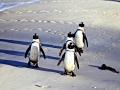 African Penguin