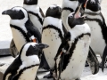 African Penguin