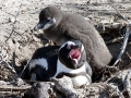 African Penguin