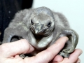 African Penguin