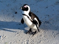 African Penguin