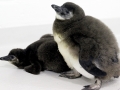 African Penguin