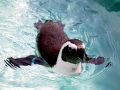 African Penguin