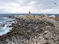 African Penguin