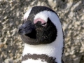 African Penguin