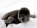 African Penguin