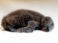 African Penguin