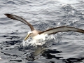 Buller's Albatross
