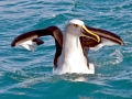 Buller's Albatross