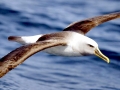 Buller's Albatross