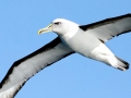 Buller's Albatross