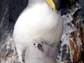 Buller's Albatross