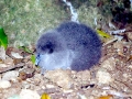 Buller's Albatross