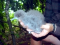 Buller's Albatross