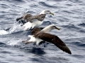 Buller's Albatross