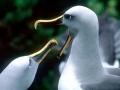 Buller's Albatross