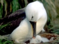 Buller's Albatross