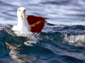 Buller's Albatross