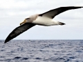 Buller's Albatross