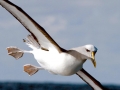 Buller's Albatross