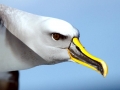 Buller's Albatross