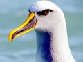 Buller's Albatross