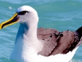 Buller's Albatross