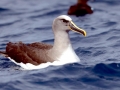 Buller's Albatross