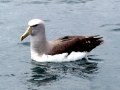 Buller's Albatross