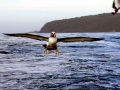 Buller's Albatross