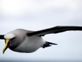 Buller's Albatross
