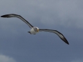 Buller's Albatross