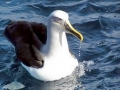 Buller's Albatross