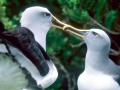 Buller's Albatross