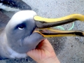 Buller's Albatross