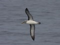 Buller's Albatross