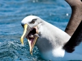 Buller's Albatross
