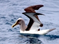 Buller's Albatross