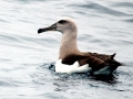 Buller's Albatross