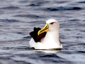 Buller's Albatross