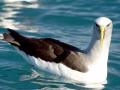 Buller's Albatross