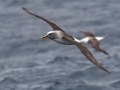Buller's Albatross