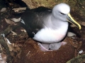 Buller's Albatross