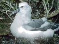 Buller's Albatross
