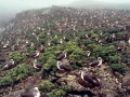 Buller's Albatross