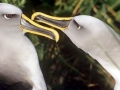 Buller's Albatross